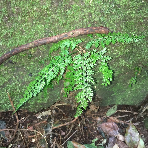 Asplenium tenuifolium